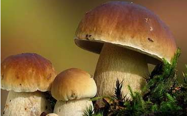 舌尖上的云南野生菌，燃燒著每個(gè)吃貨的味蕾