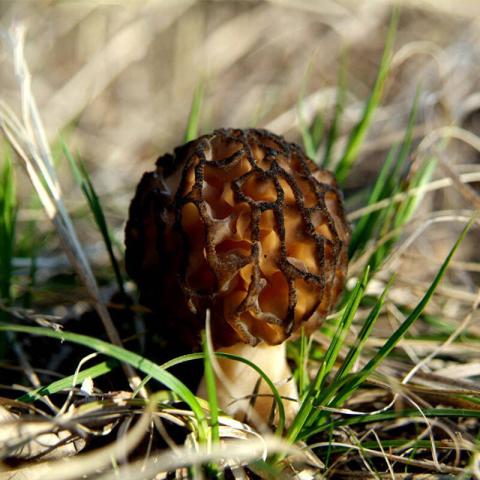 村里一種野生菌，現(xiàn)在逐步減少，一斤600多元價值很珍貴