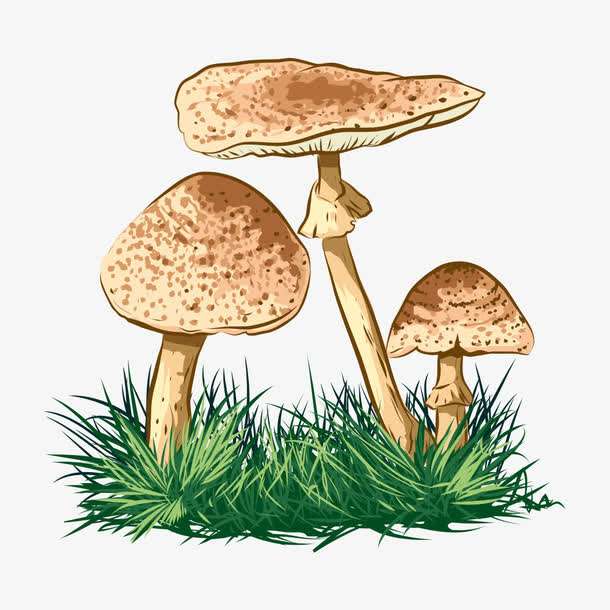 預(yù)警：野生菌中毒怎么防？怎么控？怎么辦？